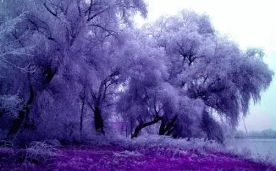 Purple Feathery Trees-Art