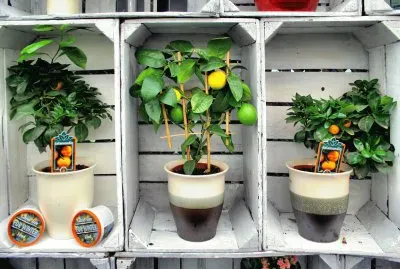 Fruit trees in boxes