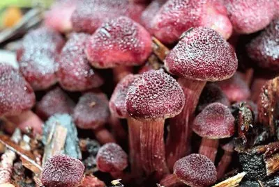 Gymnopilus Luteofolius 2