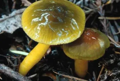 Hygrocibe Psittacina