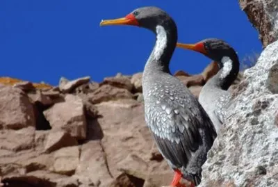 CormorÃ¡n Gris jigsaw puzzle