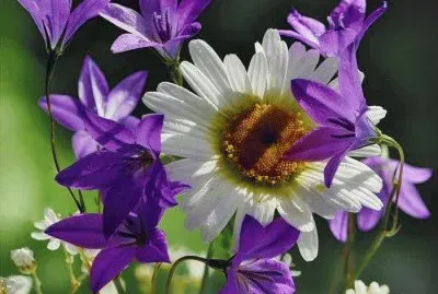 flores