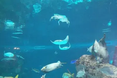 פאזל של ACUARIO C. ISLAND N.Y.