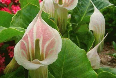 flores