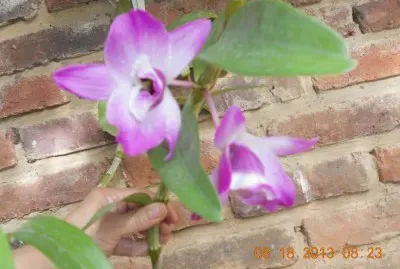 Orquideas