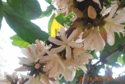 flor del cafÃ©