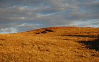 cowboy country