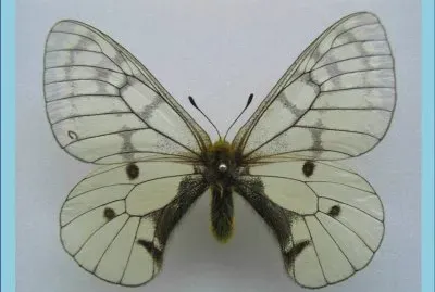 Parnassius Felderi