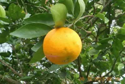 LimÃ³n jigsaw puzzle