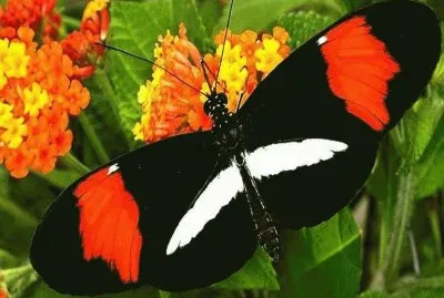 Mariposa NiÃ±a de Sierra Nevada