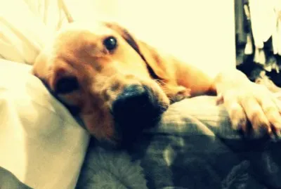 Golden retriever Totta