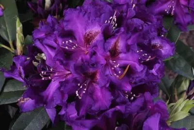 Purple Rhododendron
