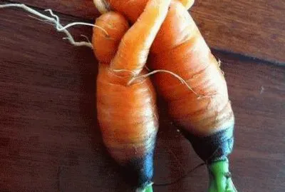 carrot love
