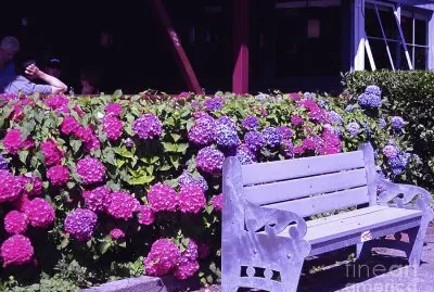 Purple Garden Bench