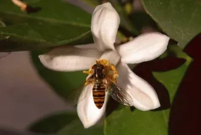 Mosca con livrea di ape