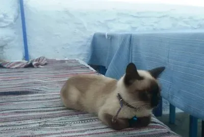 Gatto