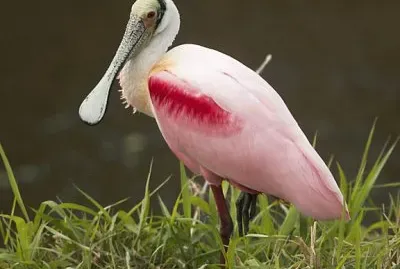 Roseate spoonbill