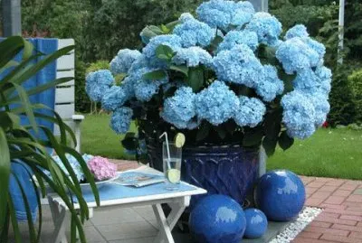 summer blues