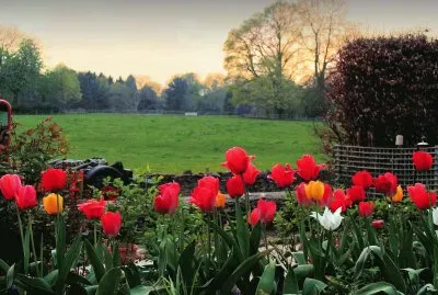 Tulip dusk