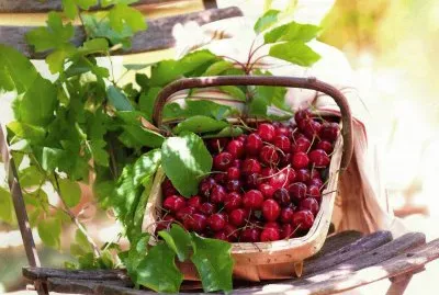 cireres jigsaw puzzle