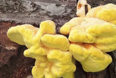 Laetiporus Sulphureus