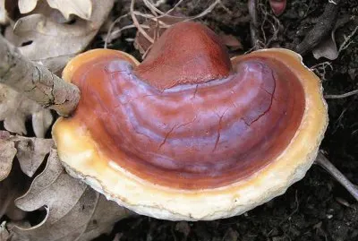 Ganoderma Lucidum