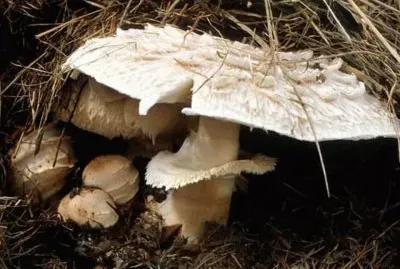 Macrolepiota Rachordes