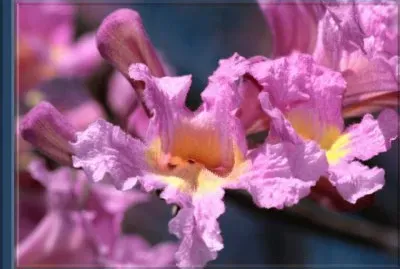 Lapacho Rosado - SudamÃ©rica