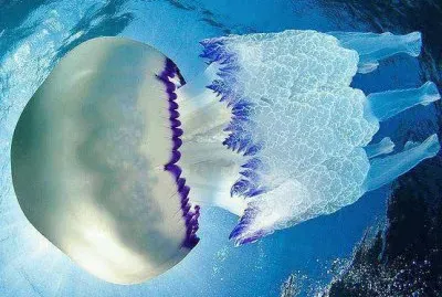 פאזל של atlantic jellyfish