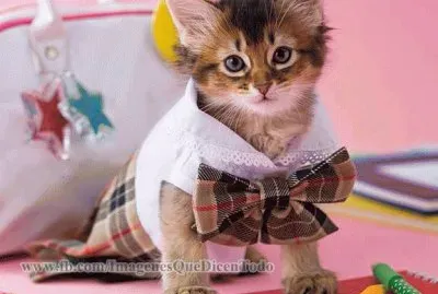 פאזל של ternura