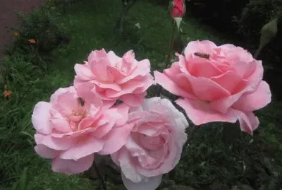 rosas rosadas