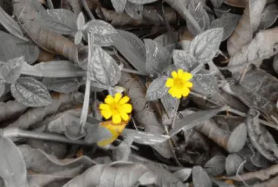 flores