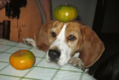 quillermo tell
