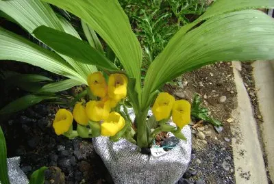 פאזל של flores