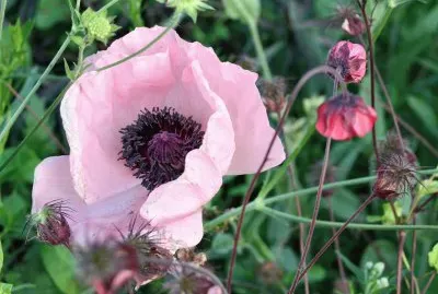 Pink poppy