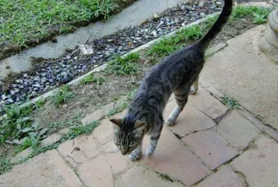 פאזל של gato