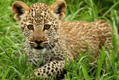 leopard cub jigsaw puzzle