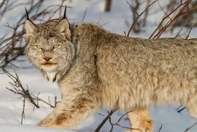 snow lynx jigsaw puzzle