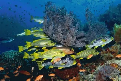 Arrecifes Coralinos de Komodo