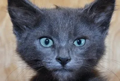 פאזל של Baby Angus