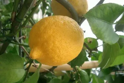 Lemon