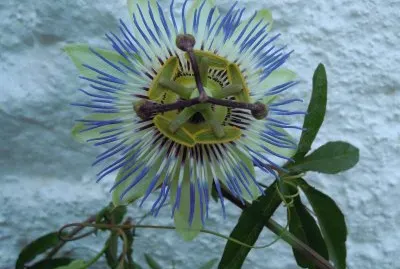 Flor de la PassiÃ³