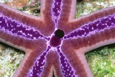 Cool Looking Starfish