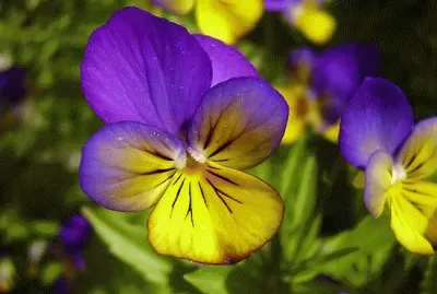 Dainty Purple and Yellow Flowers
