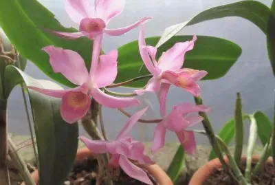 orquideas