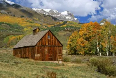 barn and birches