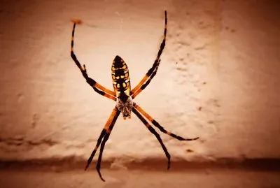 Spider for Halloween