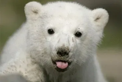 oso