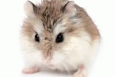 פאזל של hamsters