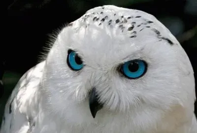 animales